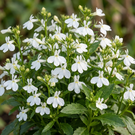 Lobelia erinus 'Upright Sweet Springs' from Cedar Nursery, Cobham