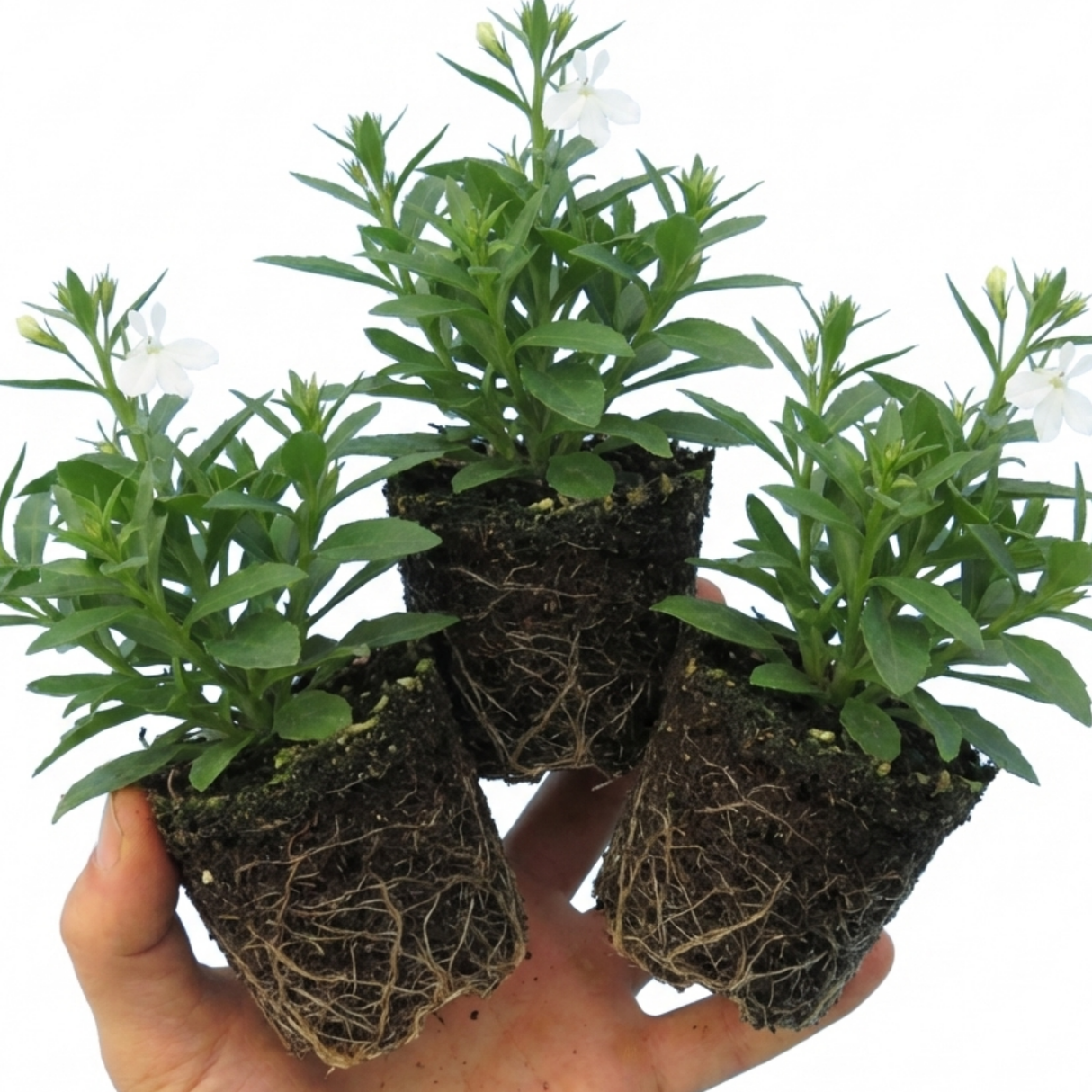 Lobelia erinus 'Upright Sweet Springs' from Cedar Nursery, Cobham