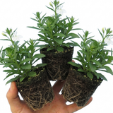 Lobelia erinus 'Upright Sweet Springs' from Cedar Nursery, Cobham