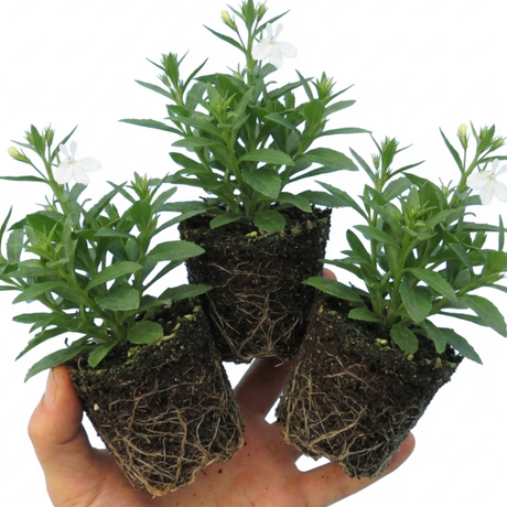 Lobelia erinus 'Upright Sweet Springs' from Cedar Nursery, Cobham