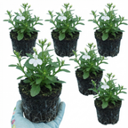 Lobelia erinus 'Upright Sweet Springs' from Cedar Nursery, Cobham