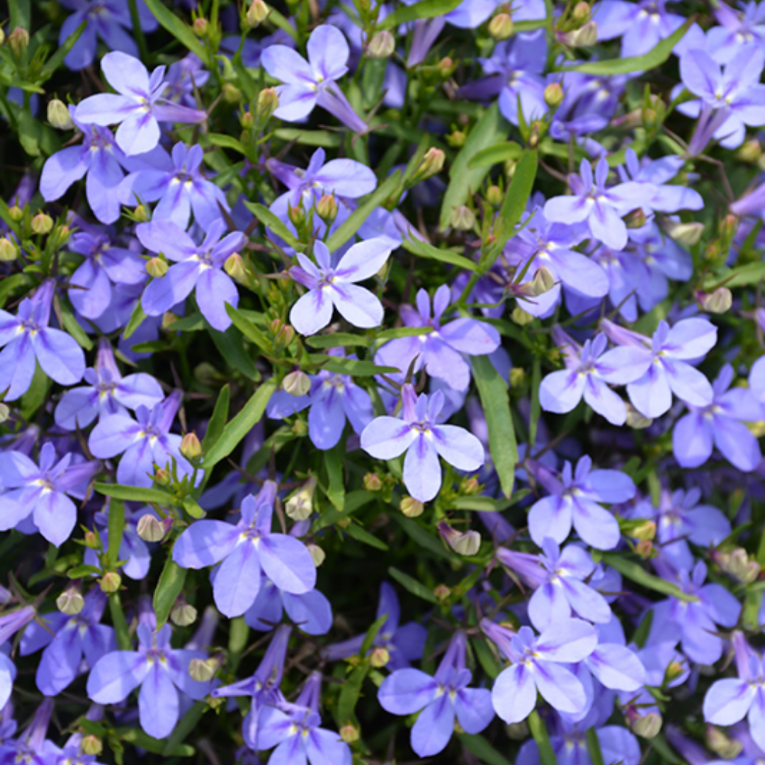 Lobelia erinus 'Hot Water Blue Improved' from Cedar Nursery, Cobham