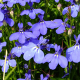Lobelia erinus 'Hot Water Blue Improved' from Cedar Nursery, Cobham