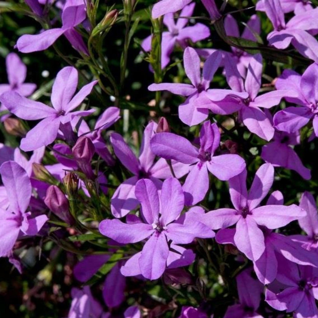 Lobelia erinus 'Springs Lavender' from Cedar Nursery, Cobham