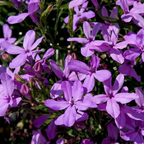 Lobelia erinus 'Springs Lavender' from Cedar Nursery, Cobham