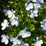 Lobelia erinus 'Springs White' from Cedar Nursery, Cobham