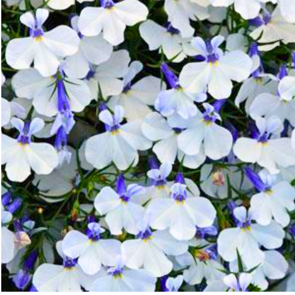Lobelia erinus 'Springs White' from Cedar Nursery, Cobham