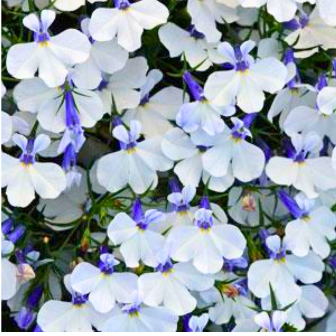 Lobelia erinus 'Springs White' from Cedar Nursery, Cobham