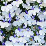 Lobelia erinus 'Springs White' from Cedar Nursery, Cobham