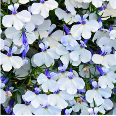 Lobelia erinus 'Springs White' from Cedar Nursery, Cobham