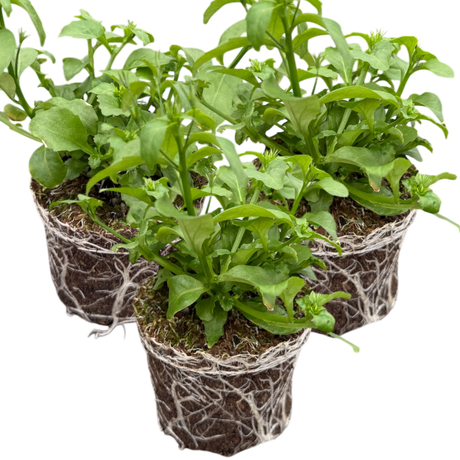 Lobelia erinus 'Springs White' from Cedar Nursery, Cobham