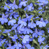 Lobelia erinus 'Sweet Springs Blue' from Cedar Nursery, Cobham