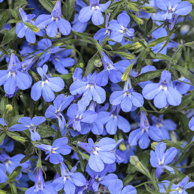 Lobelia erinus 'Sweet Springs Blue' from Cedar Nursery, Cobham