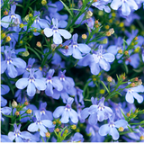 Lobelia erinus 'Sweet Springs Blue' from Cedar Nursery, Cobham