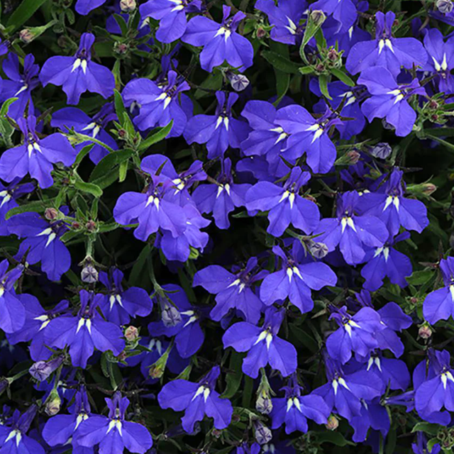 Lobelia erinus 'Sweet Springs Dark Blue' from Cedar Nursery, Cobham