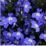 Lobelia erinus 'Sweet Springs Dark Blue' from Cedar Nursery, Cobham