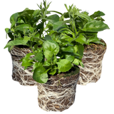 Lobelia erinus 'Sweet Springs Dark Blue' from Cedar Nursery, Cobham