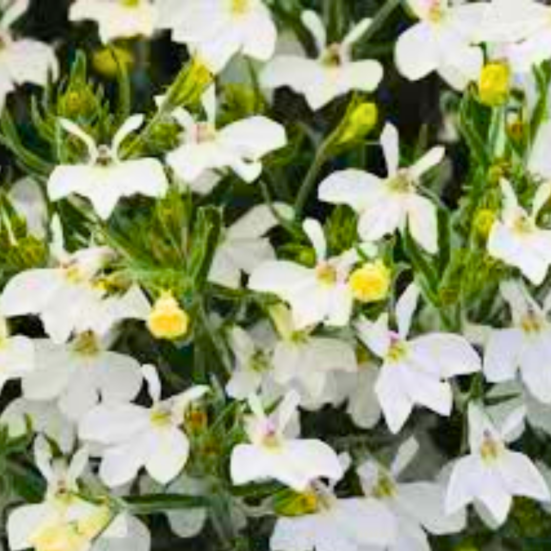 Lobelia erinus 'Sweet Springs White' from Cedar Nursery, Cobham