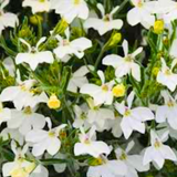 Lobelia erinus 'Sweet Springs White' from Cedar Nursery, Cobham