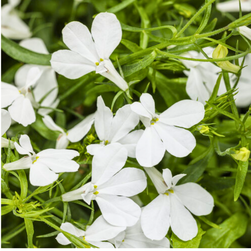 Lobelia erinus 'Sweet Springs White' from Cedar Nursery, Cobham