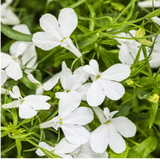 Lobelia erinus 'Sweet Springs White' from Cedar Nursery, Cobham