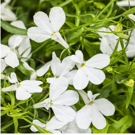 Lobelia erinus 'Sweet Springs White' from Cedar Nursery, Cobham