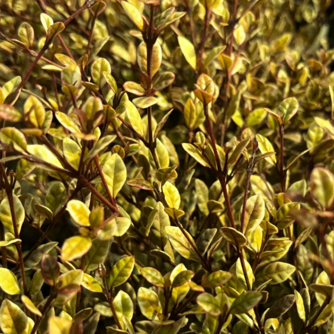 Lophomyrtus x ralphii Golden Dragon 3L at Cedar Nursery Surrey