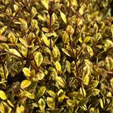 Lophomyrtus x ralphii Golden Dragon 3L at Cedar Nursery Surrey