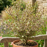Lophomyrtus x ralphii Magic Dragon 3L at Cedar Nursery Surrey