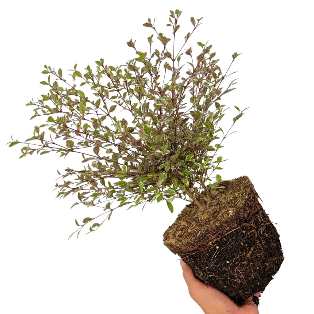 Lophomyrtus x ralphii Magic Dragon 3L at Cedar Nursery Surrey