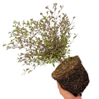 Lophomyrtus x ralphii Magic Dragon 3L at Cedar Nursery Surrey