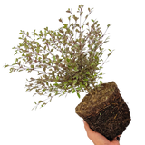 Lophomyrtus x ralphii Magic Dragon 3L at Cedar Nursery Surrey
