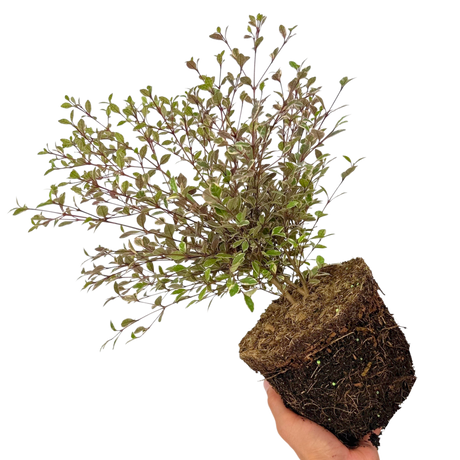 Lophomyrtus x ralphii Magic Dragon 3L at Cedar Nursery Surrey