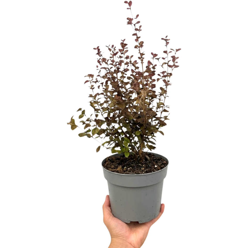 Lophomyrtus x ralphii Purpurea 3L at Cedar Nursery Surrey