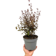 Lophomyrtus x ralphii Purpurea 3L at Cedar Nursery Surrey
