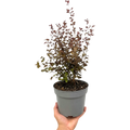 Lophomyrtus x ralphii Purpurea 3L at Cedar Nursery Surrey