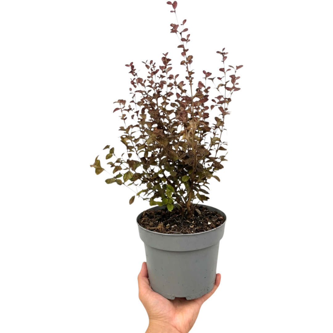 Lophomyrtus x ralphii Purpurea 3L at Cedar Nursery Surrey