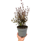 Lophomyrtus x ralphii Purpurea 3L at Cedar Nursery Surrey