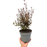 Lophomyrtus x ralphii Purpurea 3L at Cedar Nursery Surrey