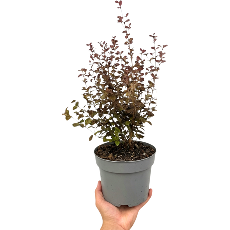 Lophomyrtus x ralphii Purpurea 3L at Cedar Nursery Surrey