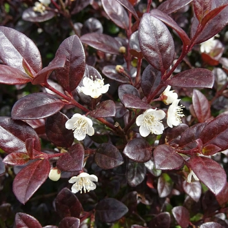 Lophomyrtus x ralphii Purpurea 3L at Cedar Nursery Surrey