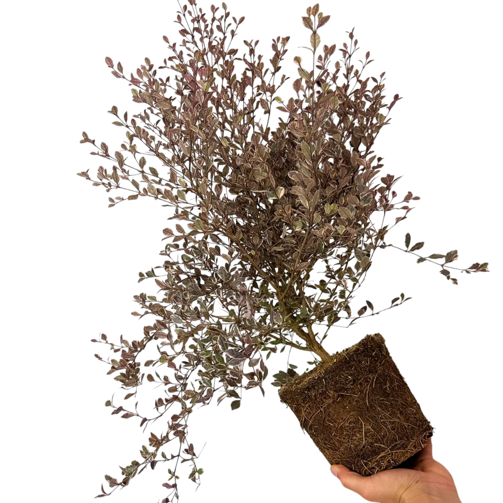 Lophomyrtus x ralphii White Tiger 3L at Cedar Nursery Surrey