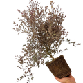 Lophomyrtus x ralphii White Tiger 3L at Cedar Nursery Surrey