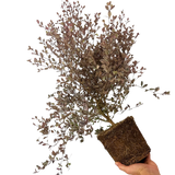 Lophomyrtus x ralphii White Tiger 3L at Cedar Nursery Surrey