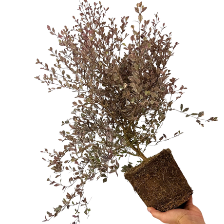 Lophomyrtus x ralphii White Tiger 3L at Cedar Nursery Surrey