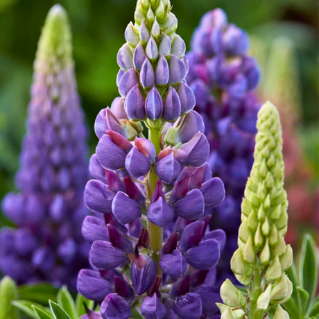 Lupinus 'Legendary Blue Shades' (Legendary Series) from Cedar Nursery, Cobham