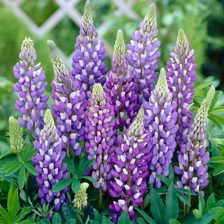 Lupinus 'Legendary Blue Shades' (Legendary Series) from Cedar Nursery, Cobham