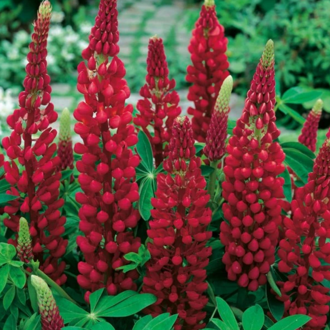 Lupinus 'Legendary Red Shades' (Legendary Series) from Cedar Nursery, Cobham
