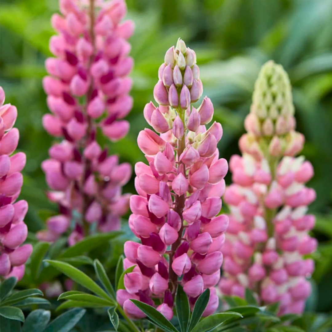 Lupinus 'Legendary Rose Shades' (Legendary Series) from Cedar Nursery, Cobham