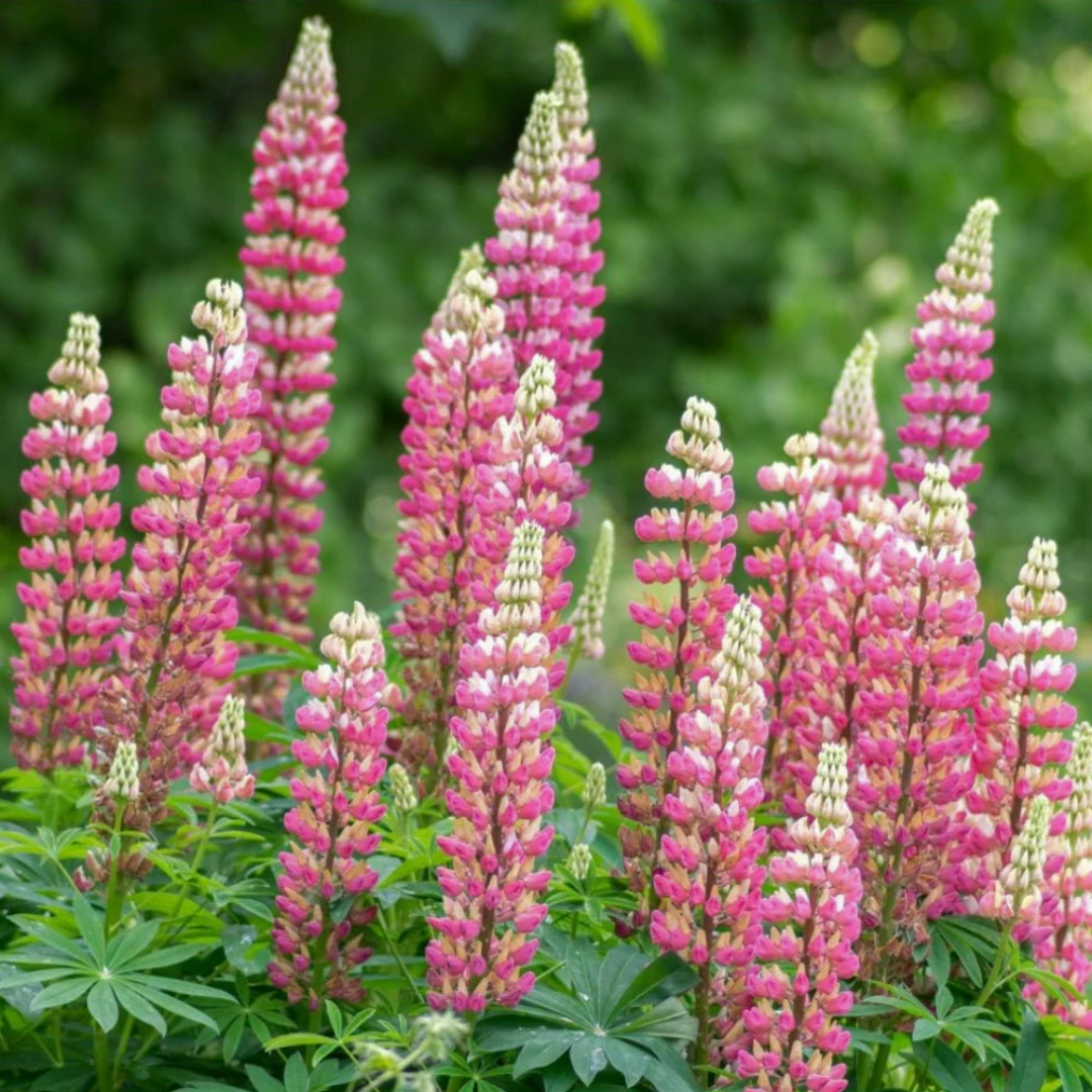 Lupinus 'Legendary Rose Shades' (Legendary Series) from Cedar Nursery, Cobham